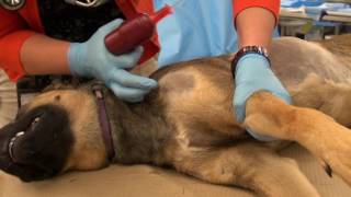 EZ IO® insertion in a canine cadaver [upl. by Alves]