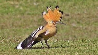 Hoopoe Bird [upl. by Swetiana]