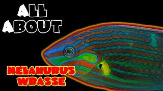 All About The Melanurus Wrasse or Hoevens or Wardley [upl. by Ettennaej980]