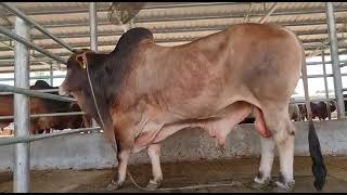 Sahiwal Bull  729  Dutch Dairy Ltd [upl. by Aihpled]