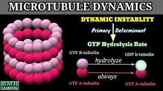 Dynamic Instablity Of Microtubules  Microtubule Dynamics [upl. by Baggs545]