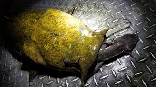 Catching Flatheads with Live Channel Catfish [upl. by Netsoj513]