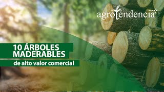 Plantaciones forestales  ÁRBOLES MADERABLES de alto valor comercial [upl. by Suicul]