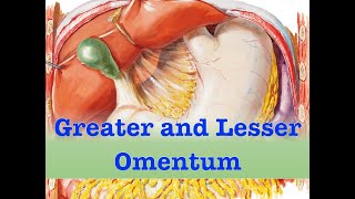 Greater and Lesser Omentum [upl. by Nibot]