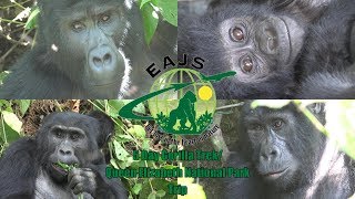 East African Jungle Safaris Uganda Tour  Bwindi Gorilla TrekQENP Promo [upl. by Willmert254]