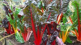 How to Grow Swiss Chard [upl. by Karrah]