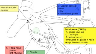 Cranial nerve VII [upl. by Moia]