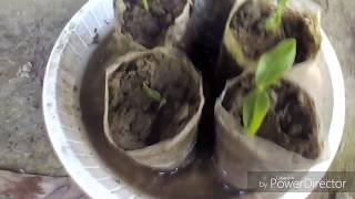 How to grow basella rubra from seed [upl. by Vasily]