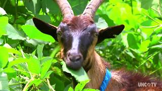 Goats on this NC farm are helping control the invasive Kudzu weed [upl. by Gaylord]