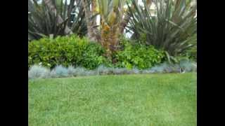 Blue Fescue grass as border trim [upl. by Furie]