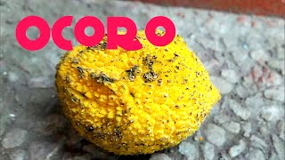 OCORO  A Delicious bumpy yellow fruit from South America Garcina madruno [upl. by Ayatnwahs]