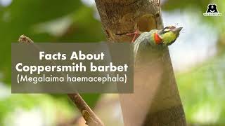 Facts About Coppersmith Barbet [upl. by Eadwine116]