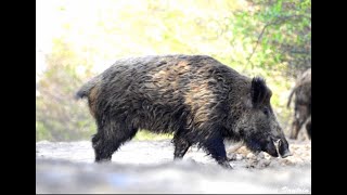 Chasse aux gros gibiers en battue  Sanglier Cerf Chevreuil Fin de saison 20182019 [upl. by Anidan]