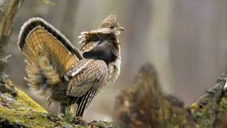 Voices Ruffed Grouse [upl. by Elttil]