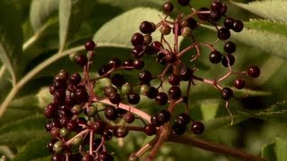 Elderberry Health Benefits MU CAFNR [upl. by Stolzer588]