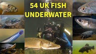 Every UK Freshwater Fish Filmed Underwater [upl. by Gnahc]