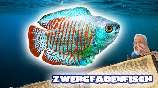 ZWERGFADENFISCH  FISCHENZYKLOPÄDIE  Zoo Zajac [upl. by Angil]