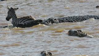 Topi and zebra eaten by crocodiles on African Safari [upl. by Yrellam]