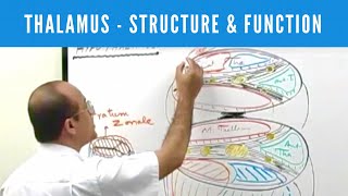 Thalamus  Structure and Function  Neuroanatomy [upl. by Geralda]