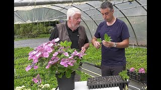 BOUTURER PLANTER ET TAILLER LES HORTENSIAS [upl. by Anitsud]