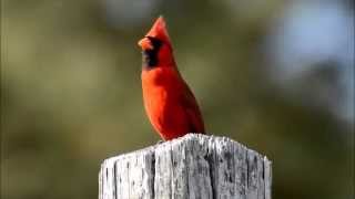 Northern Cardinal singing [upl. by Bunni394]