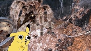 Even TARANTULAS know how to CARE for their BABIES [upl. by Fuller]