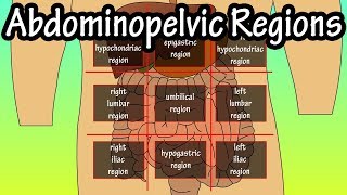 Abdominopelvic Quadrants And Regions  Abdominal Quadrants [upl. by Ellehc]