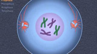 How the Cell Cycle Works HD Animation [upl. by Lenard]