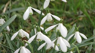 Snowdrops [upl. by Rosalynd433]