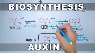 Biosynthesis of Auxin [upl. by Annaid]