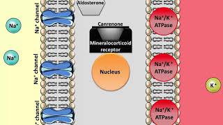 Spironolactone  Mechanism of action [upl. by Aninaj]