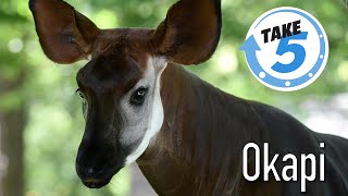 5 Weird Wild amp Wonderful Facts About Okapi [upl. by Sorel]