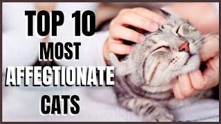 Cats 101  Top 10 Most Affectionate Cats [upl. by Einatsed975]