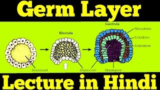 Gastrulation  Germ Layers Ectoderm Mesoderm amp Endoderm  For NEET [upl. by Khalin]