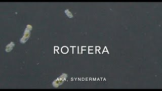 Rotifera [upl. by Mita401]