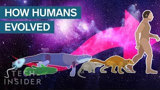 Incredible Animation Shows How Humans Evolved From Early Life [upl. by Asela277]