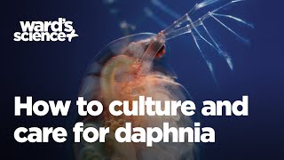 Caring and Culturing for Daphnia [upl. by Kucik]