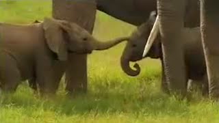 Cute Baby Elephants Fighting  David Attenborough  BBC Studios [upl. by Edahc]