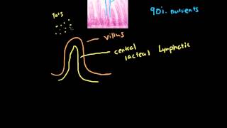 Villi and Microvilli [upl. by Reggis]