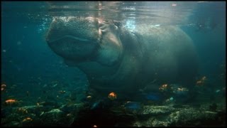 Hippo Holding Breath Under Water Hippopotamus amphibius [upl. by Yug504]