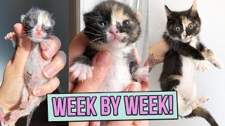 Learn How Baby Kittens Grow 08 Weeks [upl. by Annaihs]