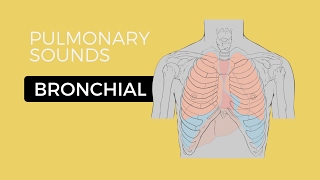 02  Lung Sounds  Bronchial breath sounds [upl. by Hartmann]