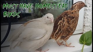 6 Reasons to Keep Quail  Perfect Homestead Birds [upl. by Neisa]