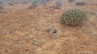 Slowmotion Puff adder Bitis arietans defense behavior [upl. by Ainezey678]