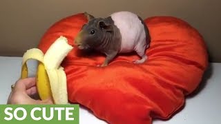 Hairless guinea pig snacks on banana [upl. by Norrv195]