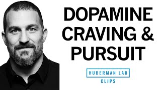 Dopamine System Craving amp Pursuit Explained  Dr Andrew Huberman [upl. by Bagger748]