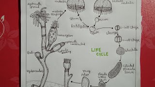 Life cycle of obeliabsc notes [upl. by Mond664]