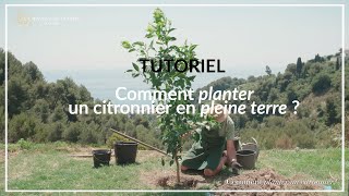 TUTORIEL  Comment planter un citronnier en pleine terre [upl. by Tarfe]