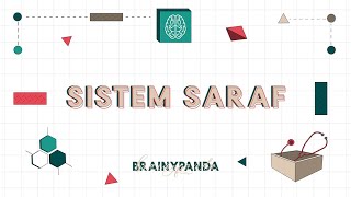 Sistem Saraf Overview  Ilmu Biomedik Dasar  Brainy Panda [upl. by Akyre]