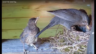 Amsel Der erste Flug [upl. by Ahsinev]